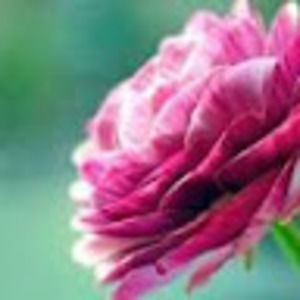 Meet your Posher, Reesa